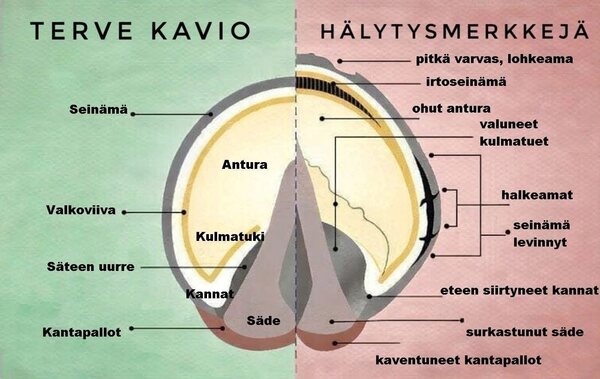 Kaviot