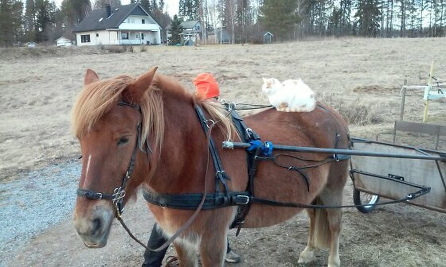 Ajaminen