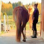 HeHKu™ -hevostunnit, Mielentaitoja hevosen kanssa, KEVÄÄN RYHMÄTUNNIT 8 x2h