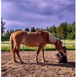HeHKu™ - Luottamus hevosen kanssa, Ylöjärvellä la 23.7.2022, klo 10-17