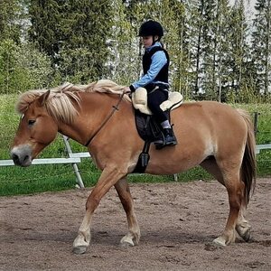 Päivi Huhtanen - Hellät hevostunnit etänä
