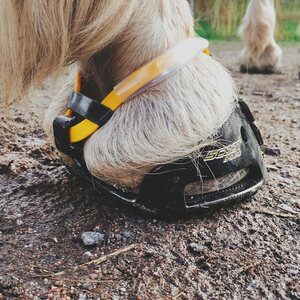 Scoot Uusi Adjust -paketti, sis. etätuki ja kätevät lisäosat kasvun varalle