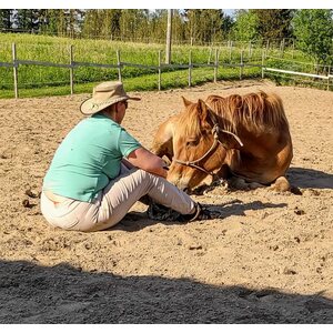 Hermostotietoisuus hevosen kanssa, Ylöjärvellä la 23.5.2026 klo 12-15